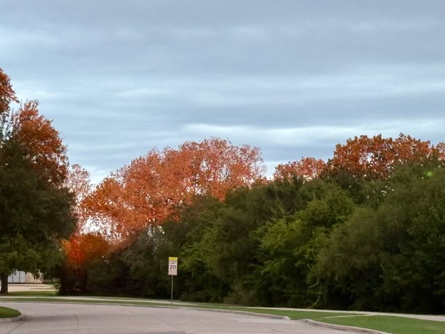 A tree-lined street in autumn