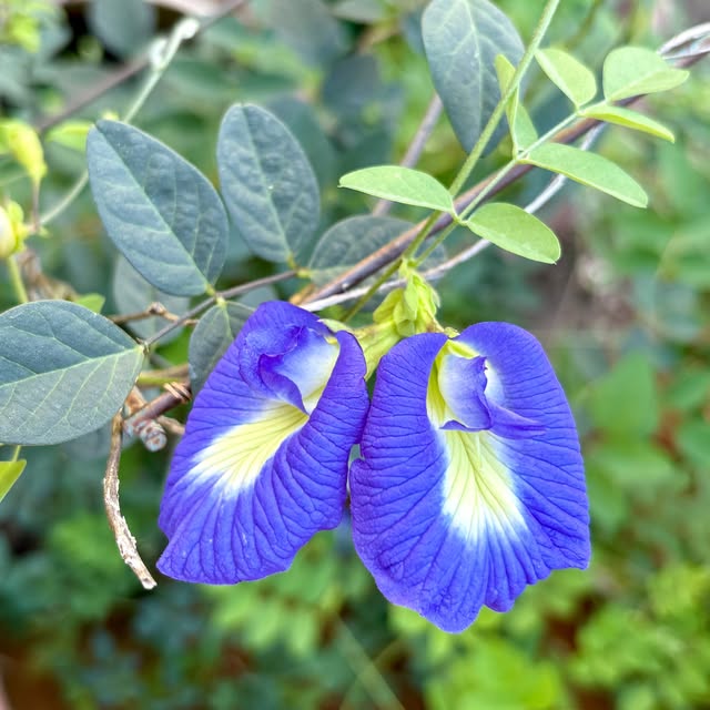 Blue butterfly pea flowers