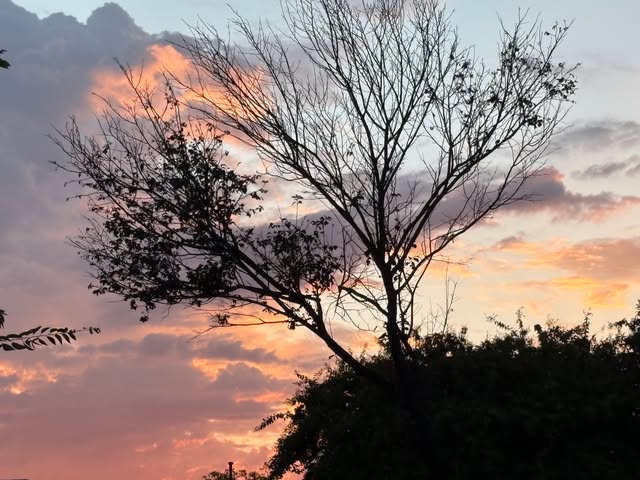 A tree silhouetted against a North Texas sunset
